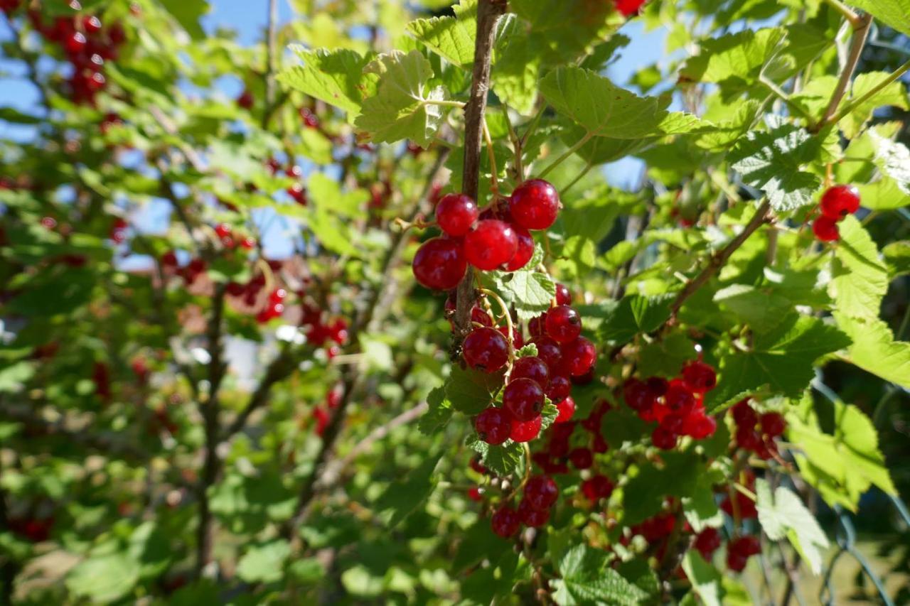 Idas Garten Bad Lauterberg Exteriér fotografie